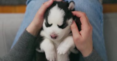Elinde uyuyan genç bir Sibirya Husky köpeğini kucaklayan bir insan şefkati çağrıştırıyor. Yüksek kalite 4k görüntü