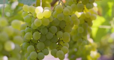Şarapçılık ve tarımı sembolize eden, bir üzüm bağında asılmış yeşil üzüm kümesi. Yüksek kalite 4k görüntü