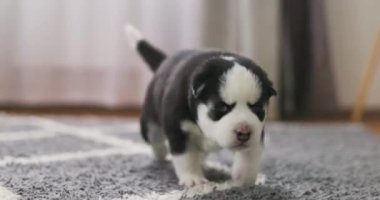 Genç siyah beyaz bir Sibirya Husky köpeği bir evin içindeki ahşap bir zeminde dikkatli bir şekilde yürüyor ve çevresini keşfediyor. Yüksek kalite 4k görüntü
