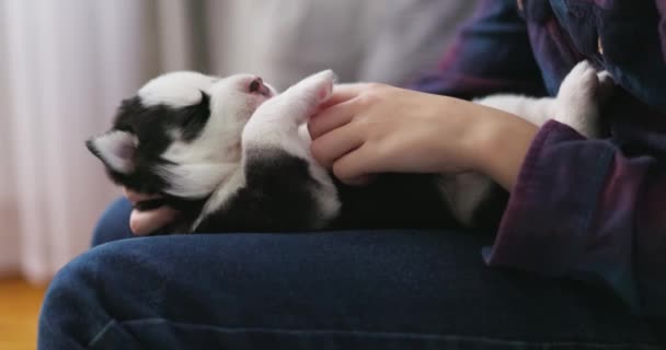 Momento Accogliente Come Una Persona Coccola Tranquillo Cucciolo Husky Addormentato — Video Stock