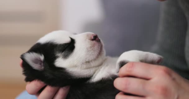 抱着一只熟睡的西伯利亚哈士奇小狗的人 特写镜头宠物护理的概念 高质量的4K镜头 — 图库视频影像