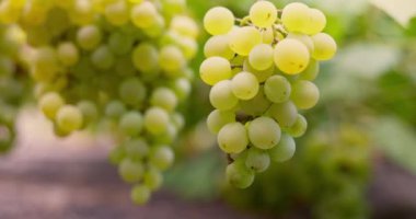 Sarmaşıkta asılı yeşil üzüm kümesi. Tarım ve şarap üretimi kavramı. Yiyecek ve içecek için tasarım, eğitici materyal. Yüksek kalite 4k görüntü