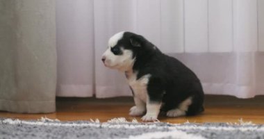 Arka planda perdeleri olan gri bir halıda oturan siyah beyaz köpek yavrusu. Evcil hayvan portresi. Ev hayvanı bakımı ve hayvan bakımı. Yüksek kalite 4k görüntü
