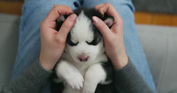 Una Persona Che Culla Giovane Cucciolo Siberiano Dormiente Husky Nelle — Video Stock