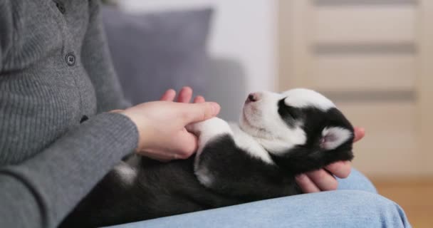 一个温柔的时刻 当一个女人抱着一只黑白相间的小狗在她的膝上 与小狗在一个宁静的睡眠中 高质量的4K镜头 — 图库视频影像