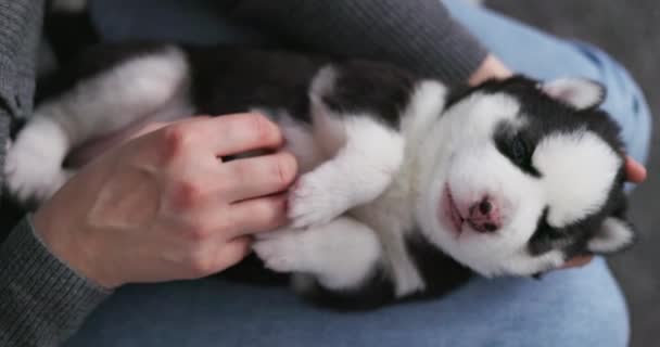 Momento Suave Como Una Persona Acuna Cachorro Husky Siberiano Dormitando — Vídeos de Stock