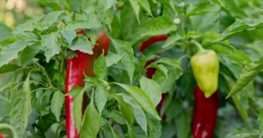 Olgun kırmızı çan biberleri taşralı ahşap bir sandıkta toplanmış, yemyeşil bir bahçeden yeni toplanmış..