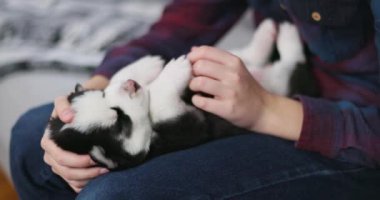 Elinde uyuyan Sibirya Husky köpeği tutan bir çocuk. Hayvan bakımı ve arkadaşlık konsepti. Yüksek kalite 4k görüntü