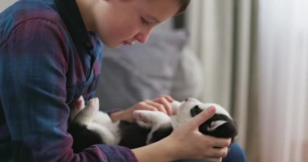 穿着蓝色衬衫的男孩抱着一只黑白相间的小狗 看着它 室内休闲肖像画 有柔和的焦点和自然光 动物关系和爱护动物的概念 高质量的4K镜头 — 图库视频影像
