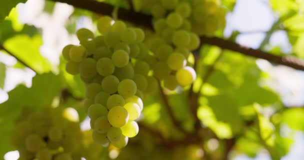 Zelené Hrozny Shluknuté Vinné Révě Listy Detailní Záběr Vinici Vinařství — Stock video
