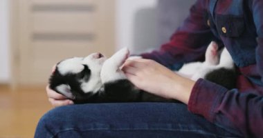 Elinde uyuyan Sibirya Husky köpeği tutan bir çocuk. Hayvan bakımı ve arkadaşlık konsepti. Yüksek kalite 4k görüntü