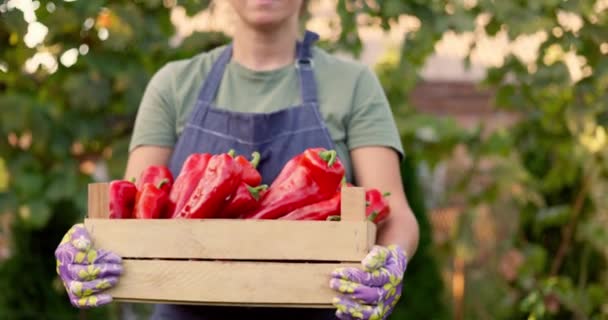 一位穿着蓝色围裙和园艺手套的女园丁提着一个装满鲜红胡椒的木箱 高质量的4K镜头 — 图库视频影像