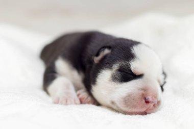 Siyah beyaz köpek yavrusu beyaz battaniyenin üzerinde huzur içinde uyuyor..