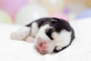 Yeni doğmuş köpek yavrusu yumuşak kumaşın üzerinde huzur içinde uyuyor. Tebrik kartı ya da pastel balonlu doğum duyurusu için evcil hayvan portresi.