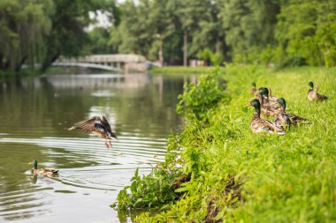 Mallard köprüsü olan yeşil parktaki gölet kenarına yakın bir yerde ördek avlıyor. Kopya alanı ile vahşi yaşam ve doğa kavramı.