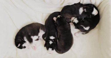 Yeni doğmuş köpek yavruları kıvrılıp yumuşak beyaz bir battaniyenin üzerinde huzur içinde uyuyorlar. Yüksek kalite 4k görüntü