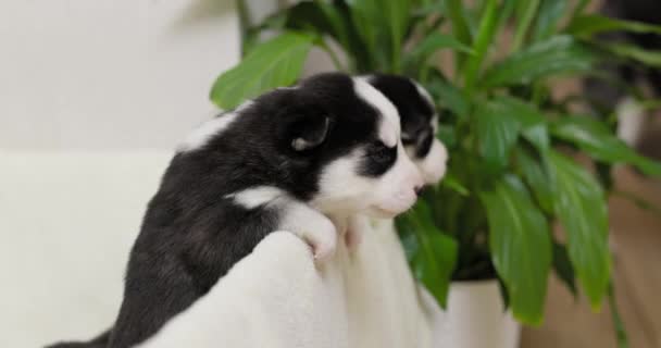 Cute Newborn Husky Puppies Black White Fur Spend Time Fluffy — ストック動画