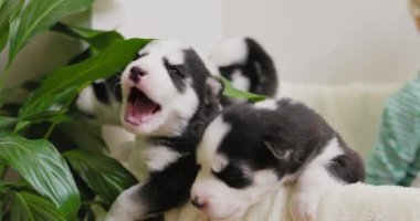 Siyah beyaz kürklü şirin yeni doğmuş Husky yavruları zamanlarını yeşil bitkilerle çevrili yumuşak bir battaniyede geçirirler..