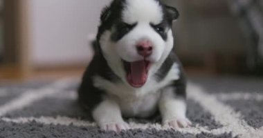 Sevimli siyah beyaz köpek yavrusu bir halıda yürüyor, eğlenceli bir keşif ve merak anını yakalıyor. Yüksek kalite 4k görüntü