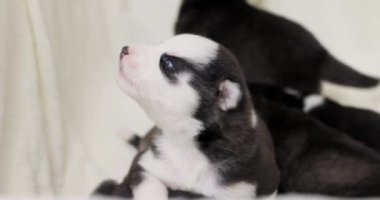 Yeni doğmuş Sibirya Husky yavrularının yumuşak bir battaniyeye sarılıp masumiyetlerini ve meraklarını gösterdikleri yakın plan görüntüsü. Yüksek kalite 4k görüntü