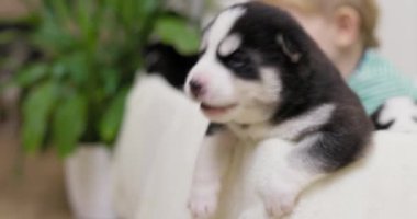 Genç bir çocuk, insan ve evcil hayvan arasındaki masum bağı yakalayan bir köpek yavrusunu nazikçe tutuyor. Yüksek kalite 4k görüntü