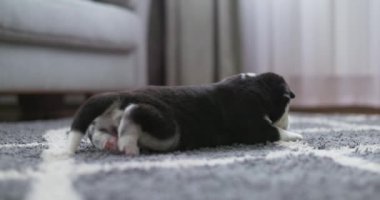 Sıcak bir evde yumuşak bir halıya uzanmış, huzurlu ve rahat bir anı yakalayan sevimli bir yavru köpek. Yüksek kalite 4k görüntü