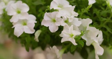 Bahçedeki bir asma kabında beyaz petunya çiçekleri. Yüksek kalite 4k görüntü