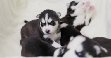 Mavi gözlü bir Sibirya Husky köpeğinin, kardeşleri arasında yumuşak bir battaniyeyle çekilmiş yakın çekimi. Yüksek kalite 4k görüntü