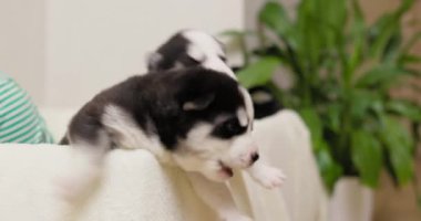 İki Sibirya Husky yavrusu, çocukken rahat bir yuva ortamında onları nazikçe okşayarak oyun oynarlar. Yüksek kalite 4k görüntü