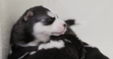 Bir grup genç Sibirya Husky köpeği yuvarlanıp beyaz bir battaniyeyle oynuyorlar. Yüksek kalite 4k görüntü