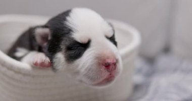 Yeni doğmuş köpek yavrusu beyaz bir sepette uyuyor. Köpek bakımı ve evcil hayvan sevgisi konsepti. Yüksek kalite 4k görüntü