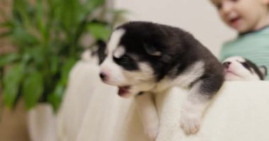 Genç bir çocuk, insan ve evcil hayvan arasındaki masum bağı yakalayan bir köpek yavrusunu nazikçe tutuyor. Yüksek kalite 4k görüntü