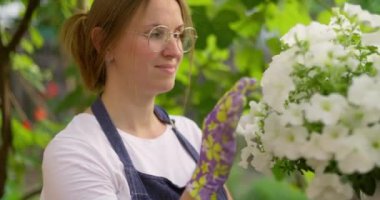 Genç bir kadın, mor bahçe eldivenleri giyerken asma kabında beyaz petunya kokusu alıyor. Açık hava bahçe sahnesi. Doğa ve bahçıvanlık kavramı. Yüksek kalite 4k görüntü