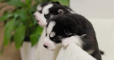 Siyah beyaz kürklü şirin yeni doğmuş Husky yavruları zamanlarını yeşil bitkilerle çevrili yumuşak bir battaniyede geçirirler..