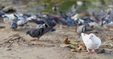 Çeşitli bir grup güvercin, yere düşen sonbahar yapraklarıyla çevrili bir su kütlesi tarafından gagalanır. Yüksek kalite 4k görüntü