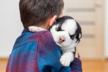 Ekose gömlekli bir çocuk siyah beyaz kürklü uyuyan bir köpeğe sarılıyor. Çocuklar kameraya döndüler ve yavru köpek başını çocuğun omzuna yasladı. Kapalı ortam.