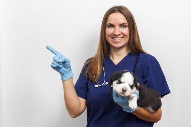 Veterinarian in blue scrubs wearing gloves, holding a small black and white puppy while pointing to the side on a white background. Studio shot for veterinary care and pet health concept. clipart