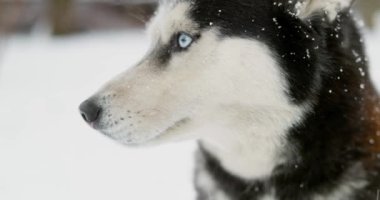 Sibirya Husky 'sinin karlı bir kış ortamında kar taneleriyle kaplanmış açık havada duran çarpıcı mavi gözleri var. Yüksek kalite 4k görüntü