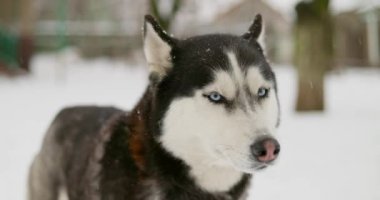 Kış manzarasında mavi gözlü Sibirya Husky köpeği. Karlı bir ortamda açık hava portresi. Kış mevsimi ve evcil hayvan konsepti. Yüksek kalite 4k görüntü