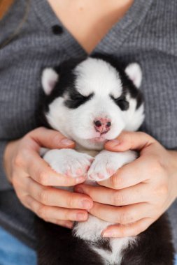 Siyah beyaz, yeni doğmuş, gözleri kapalı bir köpek yavrusunu nazikçe tutan bir insan. Yavru köpek iki elinde de güvenli bir şekilde tutulur. Stüdyo hayvan portresi.