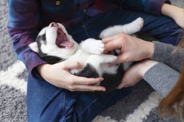 Esneyen siyah beyaz bir köpek yavrusunun insan kucağında sırt üstü yatışı. Eller görünür bir şekilde köpek yavrusunu sıcacık bir iç mekanda okşar ve okşar..