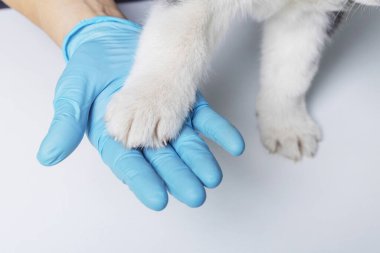 Mavi eldivenler giyen bir veterinerin beyaz bir zeminde açık mavi arka planda iri yapılı bir köpek pençesi tutuşu. Odaklanma, el ve pençe etkileşimidir..