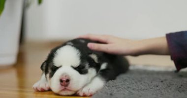Bir çocuk uykulu siyah ve beyaz bir köpek yavrusunu nazikçe bir halının üzerinde okşar, sıcak ve hassas bir an yaratır. Yüksek kalite 4k görüntü