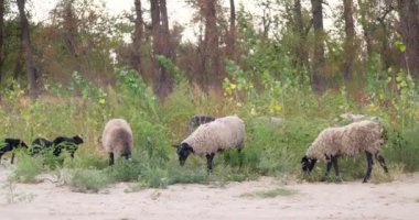 Bir grup koyun gün ışığında ağaçlar ve doğal yapraklarla çevrili bir ormanda yeşil bitki örtüsü otluyor. Yüksek kalite 4k görüntü