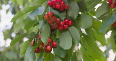 Yeşil yapraklarla çevrili bir ağaç dalına asılı olgun kırmızı kirazlar. Yaz hasadı ve tarım konsepti. Yüksek kalite 4k görüntü