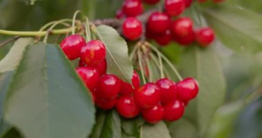 Yeşil yapraklarla çevrili, yumuşak doğal ışıkla aydınlatılmış, bir ağaç dalında toplanmış olgun kırmızı kirazların yakın çekimi. Yüksek kalite 4k görüntü