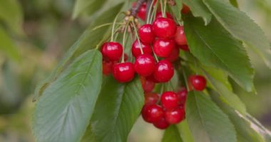 Yeşil yapraklarla çevrili, yumuşak doğal ışıkla aydınlatılmış, bir ağaç dalında toplanmış olgun kırmızı kirazların yakın çekimi. Yüksek kalite 4k görüntü