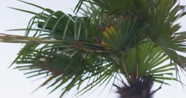 Canlı yeşil yaprakları olan tropikal bir palmiye ağacının detaylı bir yakın çekimi, bazıları parlak bir gökyüzüne karşı kahverengi kenarları gösteriyor. Yüksek kalite 4k görüntü