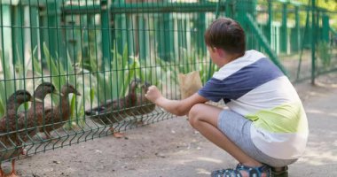 Genç bir çocuk çitin yanında çömeliyor, hayvanat bahçesinde ördekleri besliyor ya da bir kese dolusu yiyecekle çevrili bir hayvan. Yüksek kalite 4k görüntü
