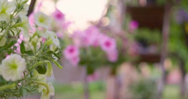 Çiçek saksılarında çiçek açan petunyaların yakın çekimi. Etrafı yeşilliklerle ve gün ışığında bahçe bitkileriyle çevrili. Yüksek kalite 4k görüntü